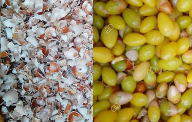 Ginkgo Shelling Equipment For Sale